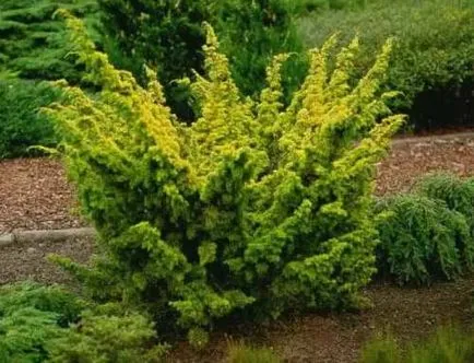 Juniper - засаждане и грижи за хвойна - полезните свойства на хвойна - плодове и зеленчукова градина -