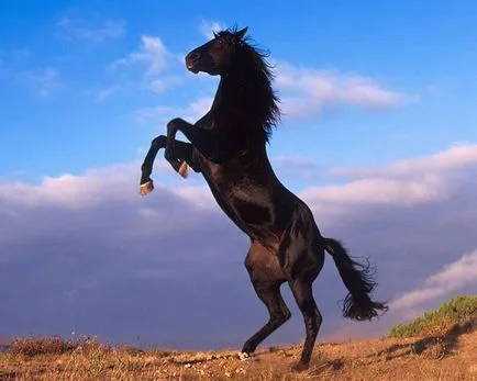 Mustang (див кон) - описание на това, което изглежда като, където живее снимка