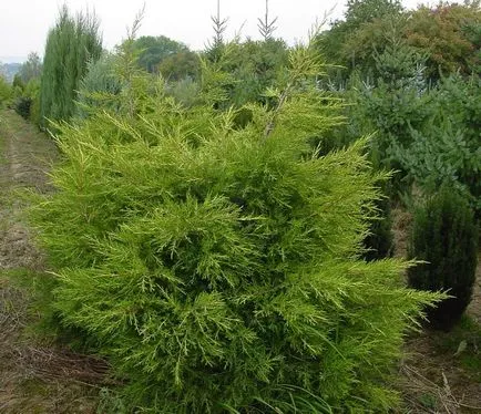 Juniper засаждане и грижи в открито поле