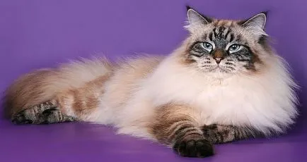Нева маскарадните котка (31 снимки)