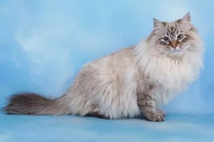 Нева маскарадните котка (31 снимки)