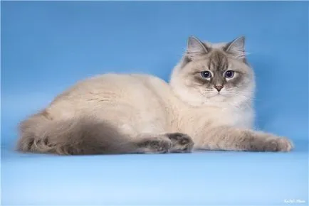 Нева маскарадните котка (31 снимки)