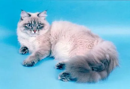 Нева маскарадните котка (31 снимки)