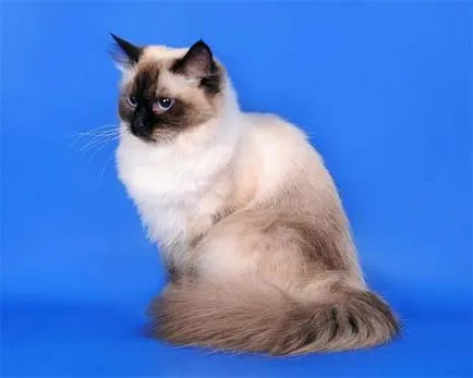 Нева маскарадните котка (31 снимки)