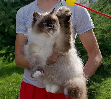 Нева маскарадните котка (31 снимки)