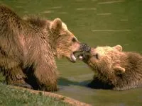 Voice medve mp3 hang dörmögő barnamedve (Ursus arctos) hallgatni ingyenes online (Medve) Voice medve mp3 hang dörmögő barnamedve (Ursus arctos) hallgatni ingyenes online