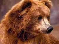 Voice medve mp3 hang dörmögő barnamedve (Ursus arctos) hallgatni ingyenes online (Medve) Voice medve mp3 hang dörmögő barnamedve (Ursus arctos) hallgatni ingyenes online