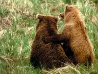 Voice medve mp3 hang dörmögő barnamedve (Ursus arctos) hallgatni ingyenes online (Medve) Voice medve mp3 hang dörmögő barnamedve (Ursus arctos) hallgatni ingyenes online