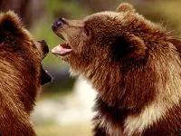 Voice medve mp3 hang dörmögő barnamedve (Ursus arctos) hallgatni ingyenes online (barna) Voice medve mp3 hang dörmögő barnamedve (Ursus arctos) hallgatni ingyenes online