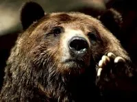 Voice medve mp3 hang dörmögő barnamedve (Ursus arctos) hallgatni ingyenes online (morgás) Voice medve mp3 hang dörmögő barnamedve (Ursus arctos) hallgatni ingyenes online
