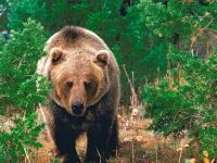 Voice medve mp3 hang dörmögő barnamedve (Ursus arctos) hallgatni ingyenes online (szavazás) Voice medve mp3 hang dörmögő barnamedve (Ursus arctos) hallgatni ingyenes online