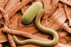 Worms a föld