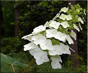 A hortenzia (gidrangeya), (hortenzia)