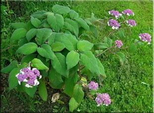 A hortenzia (gidrangeya), (hortenzia)