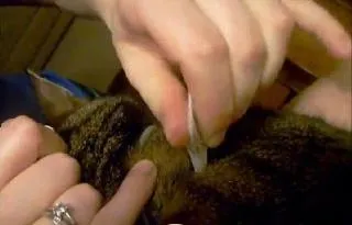 Féreghajtó macskák és kiscicák - kiválasztás és alkalmazás (féreghajtó macskáknak, hogyan kell adni a macska féreghajtó féreghajtó tabletta macskáknak) Féreghajtó macskák és kiscicák - kiválasztása és alkalmazása
