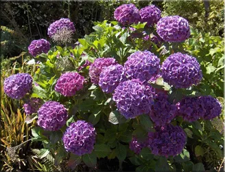 A hortenzia (gidrangeya), (hortenzia)