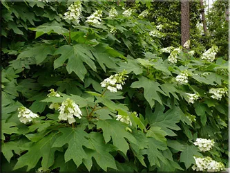 A hortenzia (gidrangeya), (hortenzia)