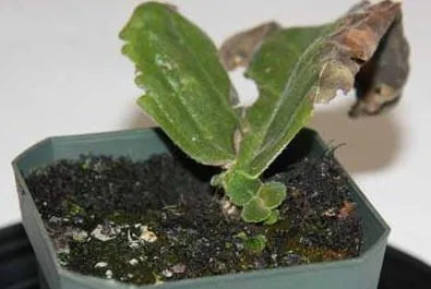 Gloxinia hogyan kell gondoskodni otthon