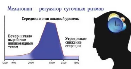 Hormonok a tobozmirigy és funkcióik (humán felnőttkorban) Hormonok a tobozmirigy és a funkcióját