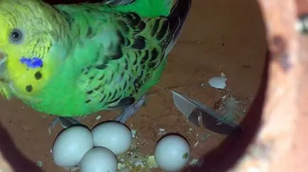 Aljzata budgies a kezüket, fotó és videó