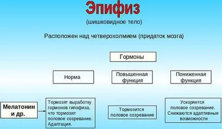 Hormonok a tobozmirigy és funkcióinak a szerepe a melatonin és a szerotonin a szervezetben