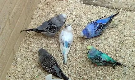 Aljzata budgies a kezüket, fotó és videó