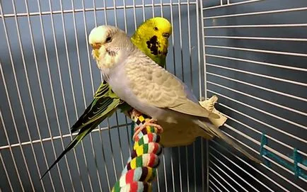 Aljzata budgies a kezüket, fotó és videó