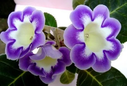 Gloxinia hogyan kell gondoskodni otthon