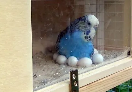 Aljzata budgies a kezüket, fotó és videó