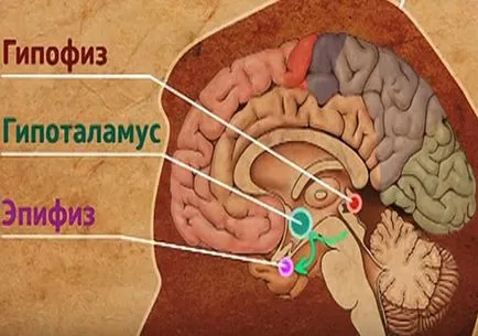Hormonok a tobozmirigy és funkcióinak a szerepe a melatonin és a szerotonin a szervezetben