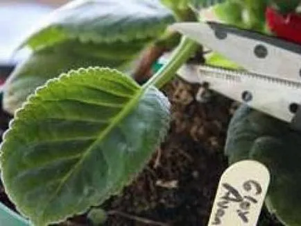 Gloxinia hogyan kell gondoskodni otthon