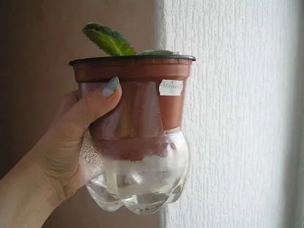 Gloxinia hogyan kell gondoskodni otthon