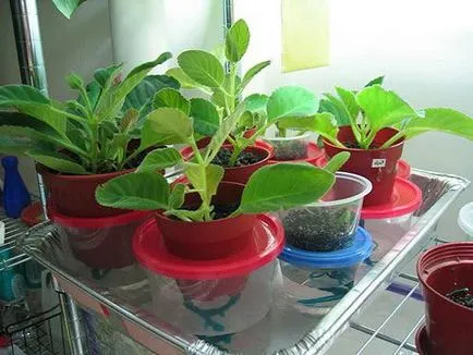Gloxinia hogyan kell gondoskodni otthon