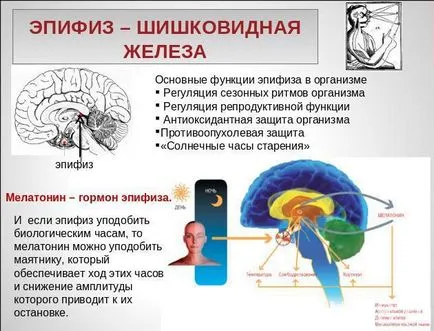 Hormonok a tobozmirigy és annak funkcióját (epiphysis) Hormonok a tobozmirigy és a funkcióját