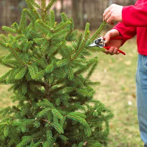 Резитба Arborvitae как най-добре да се режат и отрежете дървото през есента