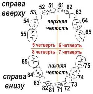 Номерирането на зъбите в стоматологията различни схеми и номера на зъби в снимката