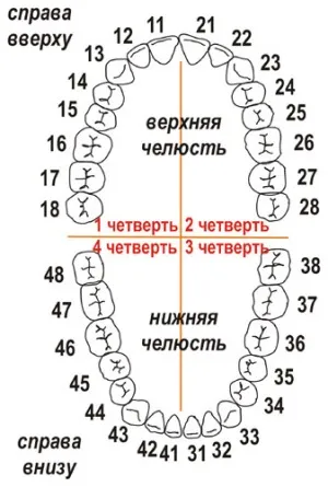 Номерирането на зъбите в стоматологията различни схеми и номера на зъби в снимката