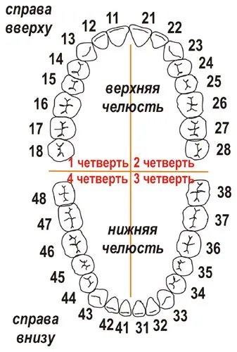 Броят на зъбите в стоматологията, аранжимент зъб за броя на възрастни и деца