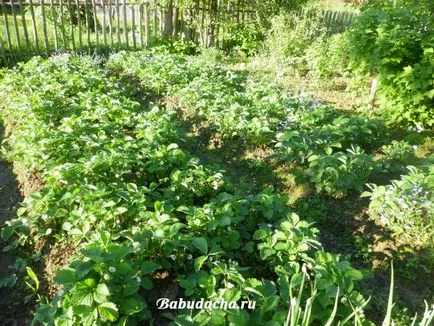 ягодов хоботник обработка на нашия опит, давайки