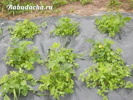 ягодов хоботник обработка на нашия опит, давайки
