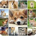 Йоркширски териер за дрехи със собствените си ръце, моделът (снимка)