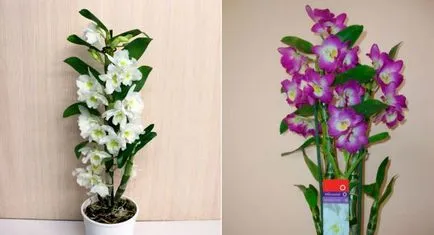 Orchid Dendrobium Nobile - грижи у дома