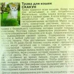 Овес за котки как да засадят без земята, покълват и колко често да се дават полза и вреда, както и цена