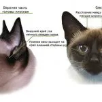 Овес за котки как да засадят без земята, покълват и колко често да се дават полза и вреда, както и цена