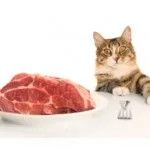 Липса на апетит при котките