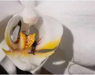 Parthenocarpic краставица го сортове