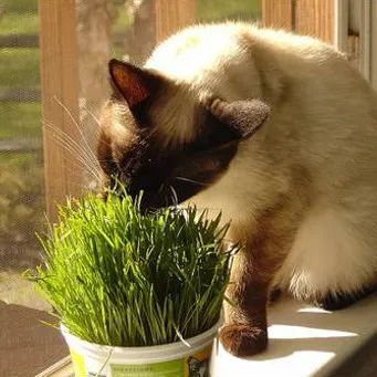 Овес за котки, тъй като е за покълване