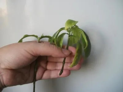 Pachystachys грижи у дома със снимки и видео