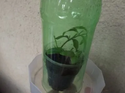 Pachystachys грижи у дома със снимки и видео