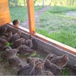 Пъдпъдък пълен развъждане и отглеждане технология